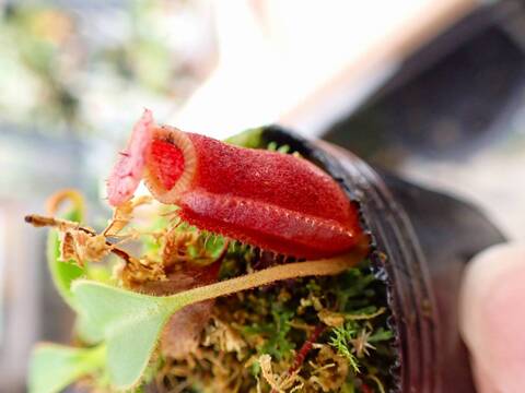 G146 1H N. xkinabaluensis x lowii #NNN