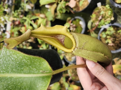 商品一覧 - Y's Exotics （山田食虫植物農園）