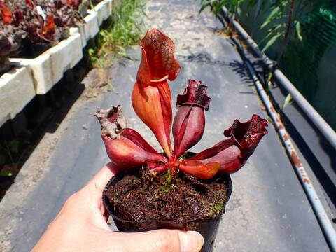 E244 S. purpurea ssp. venosa (伊勢花菖蒲園選別丸形株 No.78) MS