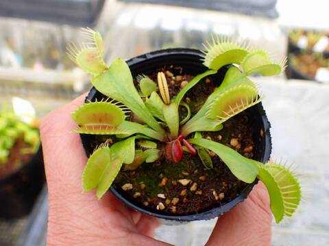商品一覧 - Y's Exotics （山田食虫植物農園）