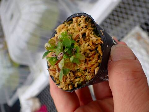 商品一覧 - Y's Exotics （山田食虫植物農園）