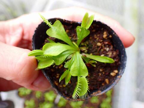 E264 4-1 Dionaea muscipula 鈴木系 実生