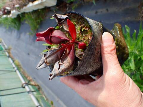 R547 S. purpurea ssp. venosa var. burkii CK