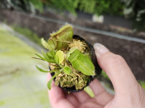 商品一覧 - Y's Exotics （山田食虫植物農園）