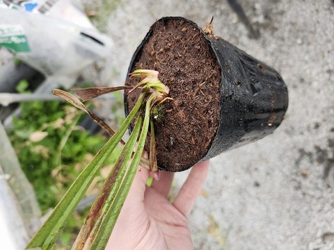 商品一覧 - Y's Exotics （山田食虫植物農園）