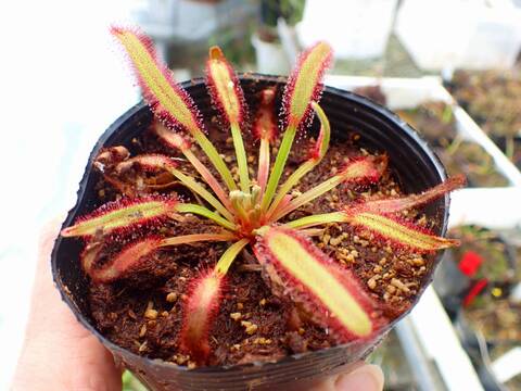 商品一覧 - Y's Exotics （山田食虫植物農園）