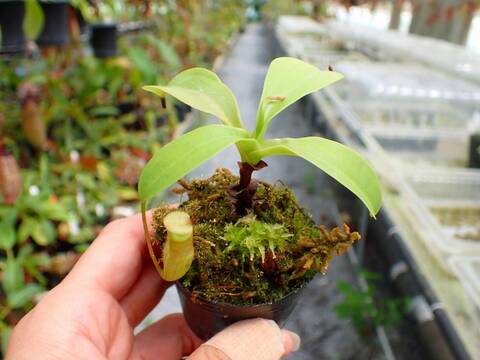 P679 5-1 N. ventricosa madja-as x rajah #NNN