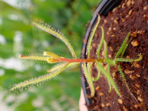 Y263 5-2 D. hartmeyeoum Y's Lab