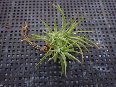 J182 3-1 T. ionantha `Druid' BRT - Y's Exotics （山田食虫植物農園）