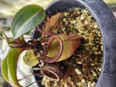 商品一覧 - Y's Exotics （山田食虫植物農園）