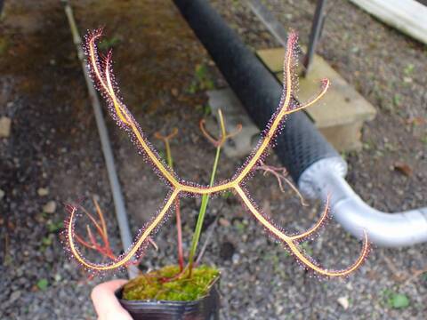 G283 4-2 D. binata var. dichotoma カクタス長田