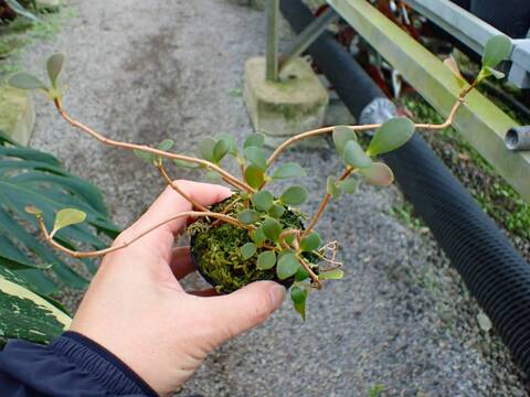 P964 3-1 Pachycentria glauca, ant plant, white flower, grows together with ant tubers CK