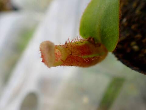 G740 5-1 [YA-10] N. veitchii Bario (very big pitcher) x veitchii Bario (stripe peristome) Y's Lab