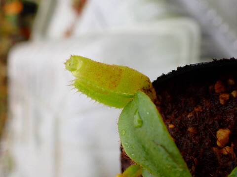 商品一覧 - Y's Exotics （山田食虫植物農園）