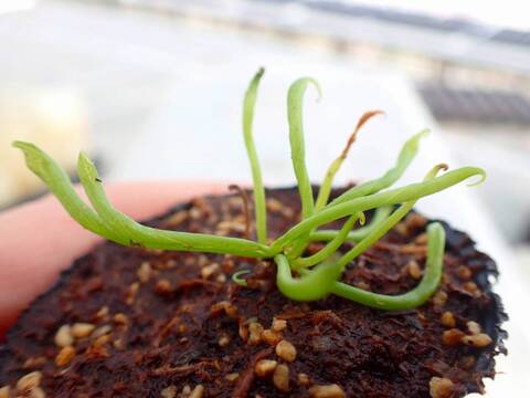 E541 2H Darlingtonia californica Y's Lab