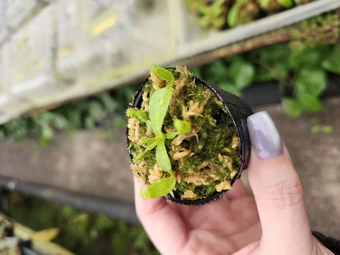 R312 1-4 N. (truncata x ephippiata) x edwardsiana #NNN