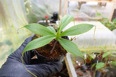 商品一覧 - Y's Exotics （山田食虫植物農園）