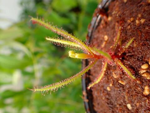 Y981 5-2 D. hartmeyeoum Y's Lab