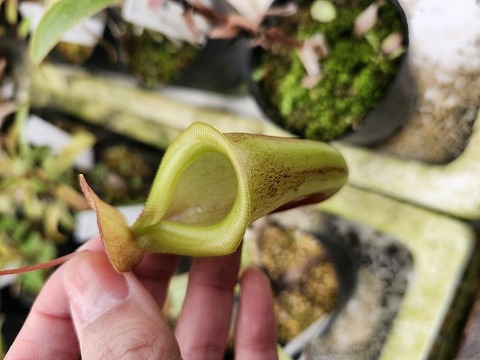 Y's Exotics （山田食虫植物農園）