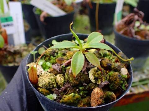 Y393 1-3 N. gantungensis {clone2 Mount Gantung, Palawan, Phillipines} BCP