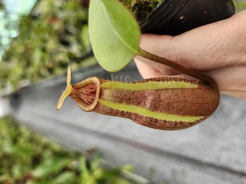 Nepenthes（ネペンテス/ウツボカズラ）の商品一覧 | Y's Exotics （山田食虫植物農園）