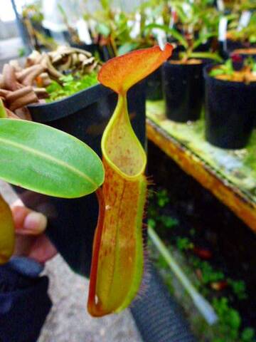 Nepenthes（ネペンテス/ウツボカズラ）の商品一覧 | Y's Exotics （山田食虫植物農園）