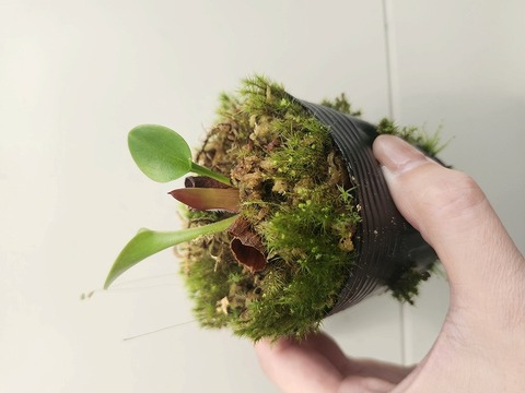 商品一覧 - Y's Exotics （山田食虫植物農園）