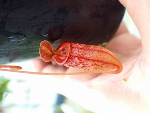 食虫植物　お知らせ用 74860-1.jpg