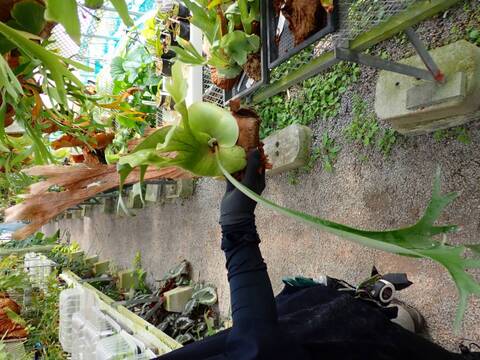 商品一覧 - Y's Exotics （山田食虫植物農園）