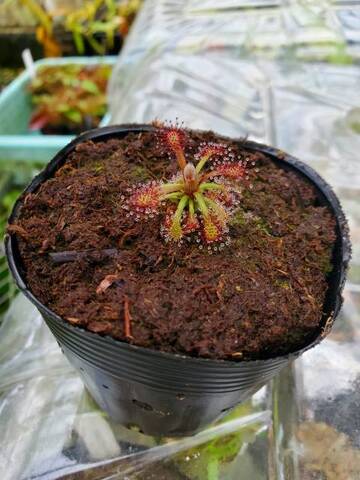 Drosera（ドロセラ/モウセンゴケ）の商品一覧 | Y's Exotics