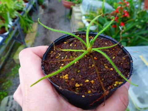 Drosera（ドロセラ/モウセンゴケ）の商品一覧 | Y's Exotics
