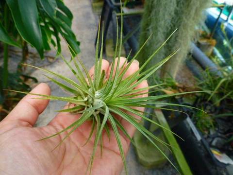 Tillandsia (ティランジア/エアープランツ）の商品一覧 | Y's Exotics （山田食虫植物農園）