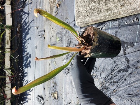 食虫植物　お知らせ用 商品一覧 - Y's Exotics （山田食虫植物農園）