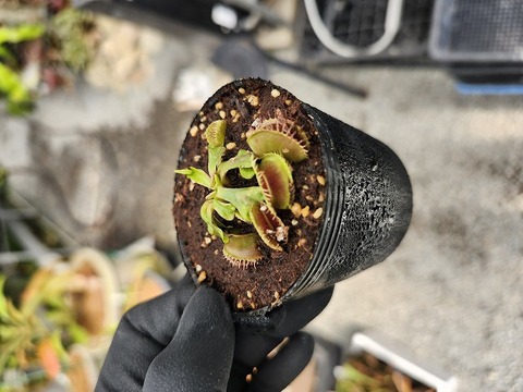 商品一覧 - Y's Exotics （山田食虫植物農園）