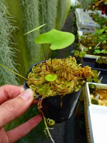 Utricularia（ウトリキュラリア/ミミカキグサ・タヌキモ）の商品一覧 