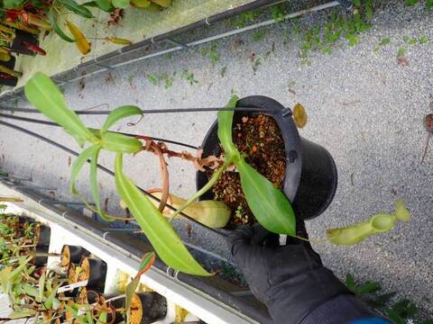G569 5-3 N. xmerrilliata giant wild TH