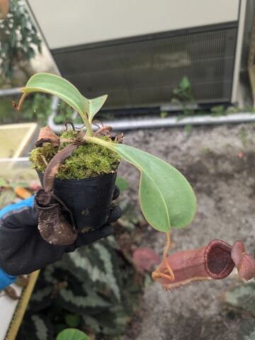 Nepenthes（ネペンテス/ウツボカズラ）の商品一覧 | Y's Exotics （山田食虫植物農園）