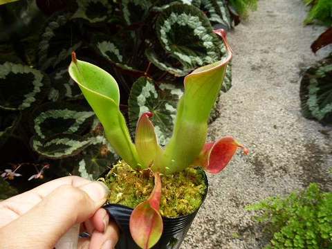Heliamphora(ヘリアンフォラ)の商品一覧 | Y's Exotics (山田 Heliamphora(ヘリアンフォラ)の商品一覧 | Y's Exotics (山田