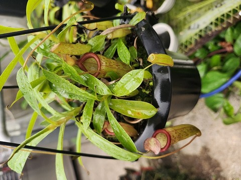 Y's Exotics （山田食虫植物農園）