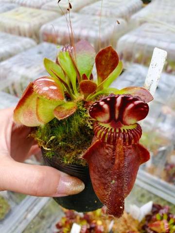 Cephalotus follicularis （セファロタス/フクロノユキノシタ）の商品