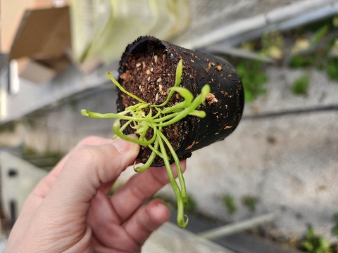 O621 2H Darlingtonia californica Y's Lab