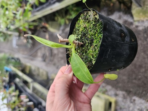 J602 3-2 N. alata (g) EP 