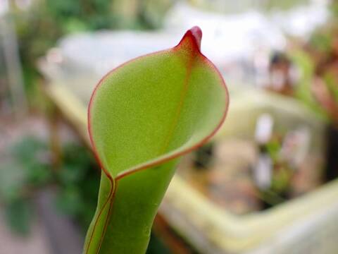 ヘリアンフォラ3点セット みょん ヘリアンフォラ3点セット みょん様専用 【公式通販】