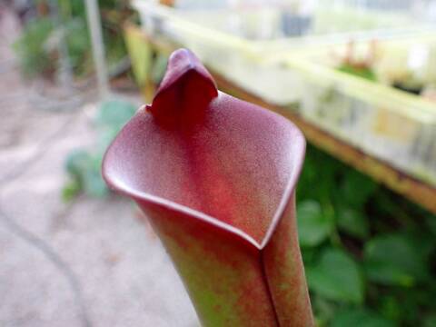 商品一覧 - Y's Exotics （山田食虫植物農園）