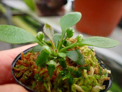 商品一覧 - Y's Exotics （山田食虫植物農園）