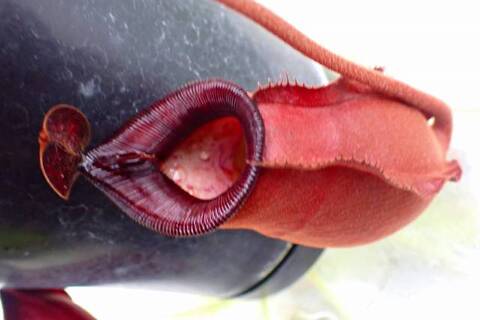 Nepenthes（ネペンテス/ウツボカズラ）の商品一覧 | Y's Exotics