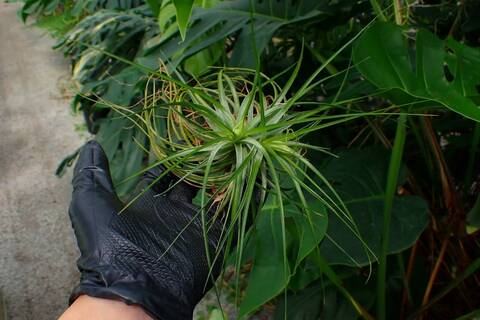 G168 3-3 T. stricta Green