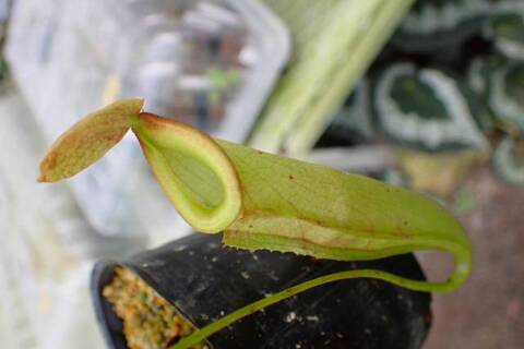 Nepenthes（ネペンテス/ウツボカズラ）の商品一覧 | Y's Exotics
