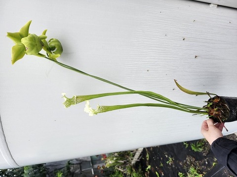 P300 S. leucophylla `Schnell's Ghost' (white top yellow flower) Cedric 