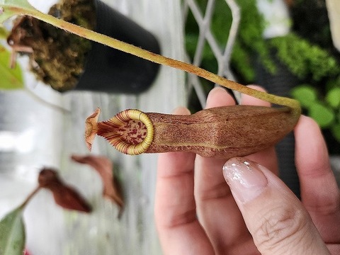 商品一覧 - Y's Exotics （山田食虫植物農園）